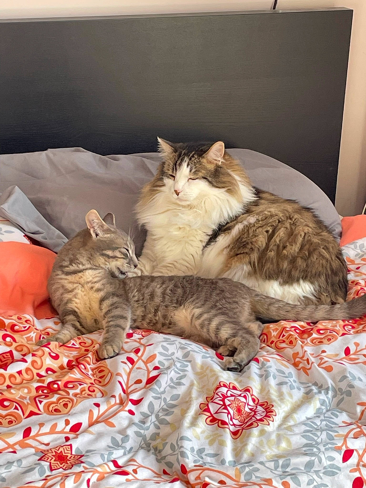 Stitch a rejoint le concours — aidez-le/la à gagner de superbes lots ! bedding, carnivore, cat, claw, comfort, domestic_short_haired_cat, fawn, felidae, fur, linens, nap, pattern, paw, room, small_to_medium_sized_cats, whiskers