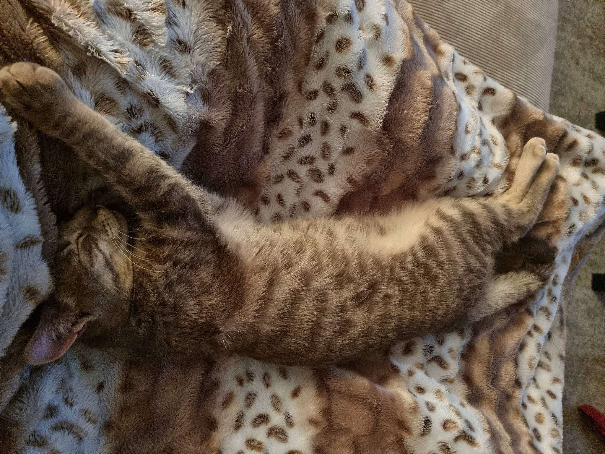 Arthur participe au concours pour gagner de l'argent avec cette photo : big_cats, carnivore, cat, claw, comfort, domestic_short_haired_cat, fawn, felidae, fur, grey, linens, military_camouflage, pattern, small_to_medium_sized_cats, snout, tail, terrestrial_animal, vertebrate, whiskers, woolen