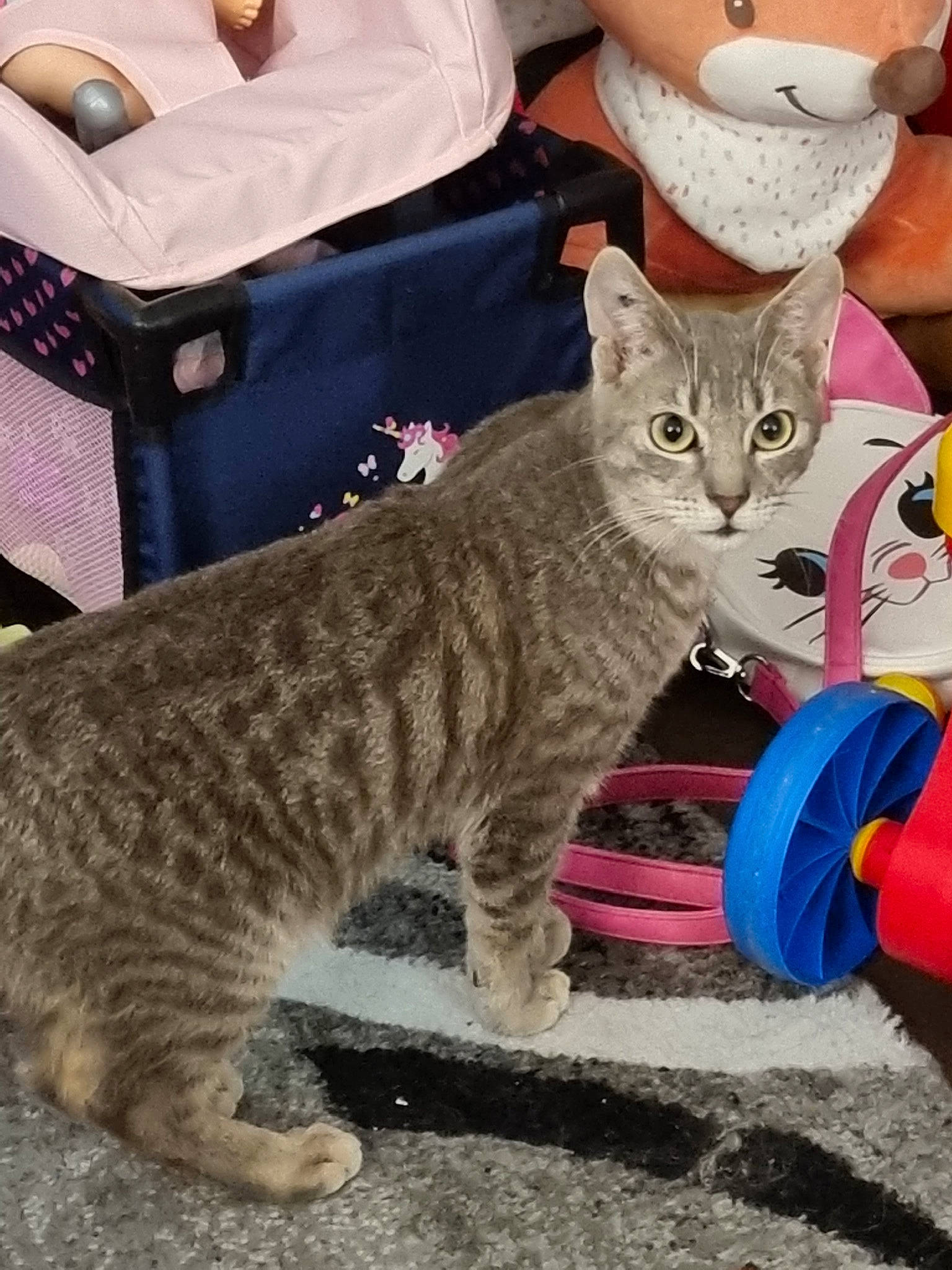 Arthur participe au concours pour gagner de l'argent avec cette photo : bag, carnivore, cat, claw, comfort, domestic_short_haired_cat, felidae, fur, luggage_and_bags, paw, sitting, small_to_medium_sized_cats, tail, terrestrial_animal, toy, whiskers, white