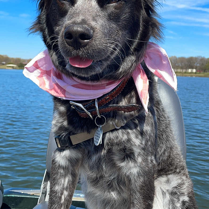 Lainey Mae is registered to the contest to win money with this photo: accessories, animal, canine, clothing, cockerspaniel, dog, husky, lake, lifejacket, nature, outdoors, pet, puppy, sea, strap, summer, terrier, vest, water, waterfront