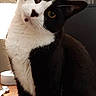 cat, tuxedo_cat, pet, indoor, curious, table, lamp, curtains, black_and_white, feline, whiskers, ears, eyes, paws, domestic, cute, animal, household, portrait, sitting