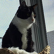 Spike joined the competition — help win amazing prizes! animal, black_and_white, black_fur, blinds, cat, closeup, daylight, ears, eyes, feline, fur, indoors, pet, portrait, sitting, tuxedo_cat, whiskers, white_fur, window, woven_basket