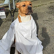 Taïka a rejoint le concours — aidez-le/la à gagner de superbes lots ! dog, white_sheet, outdoor, fence, gravel, brown_dog, sitting, calm, pet, animal, wrapped, canine, looking_away, sunlight, shadow, metal_fence, ground, quiet, alone, portrait