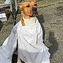dog, white_sheet, outdoor, fence, gravel, brown_dog, sitting, calm, pet, animal, wrapped, canine, looking_away, sunlight, shadow, metal_fence, ground, quiet, alone, portrait