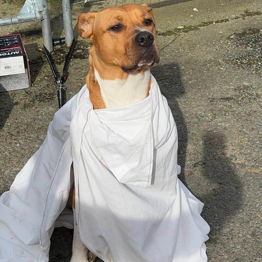 Taïka a rejoint le concours — aidez-le/la à gagner de superbes lots ! alone, animal, brown_dog, calm, canine, dog, fence, gravel, ground, looking_away, metal_fence, outdoor, pet, portrait, quiet, shadow, sitting, sunlight, white_sheet, wrapped