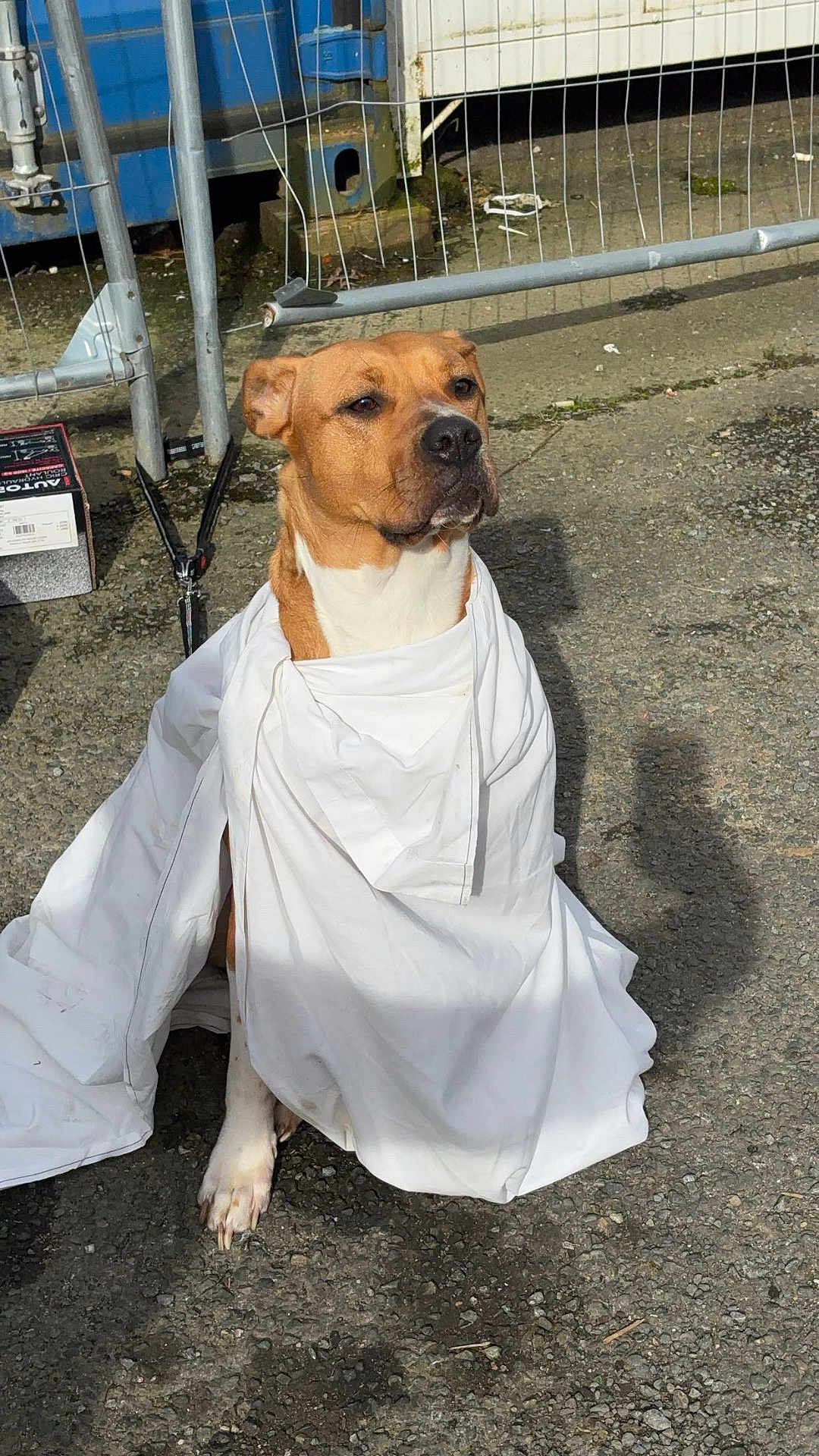 Taïka a rejoint le concours — aidez-le/la à gagner de superbes lots ! dog, white_sheet, outdoor, fence, gravel, brown_dog, sitting, calm, pet, animal, wrapped, canine, looking_away, sunlight, shadow, metal_fence, ground, quiet, alone, portrait