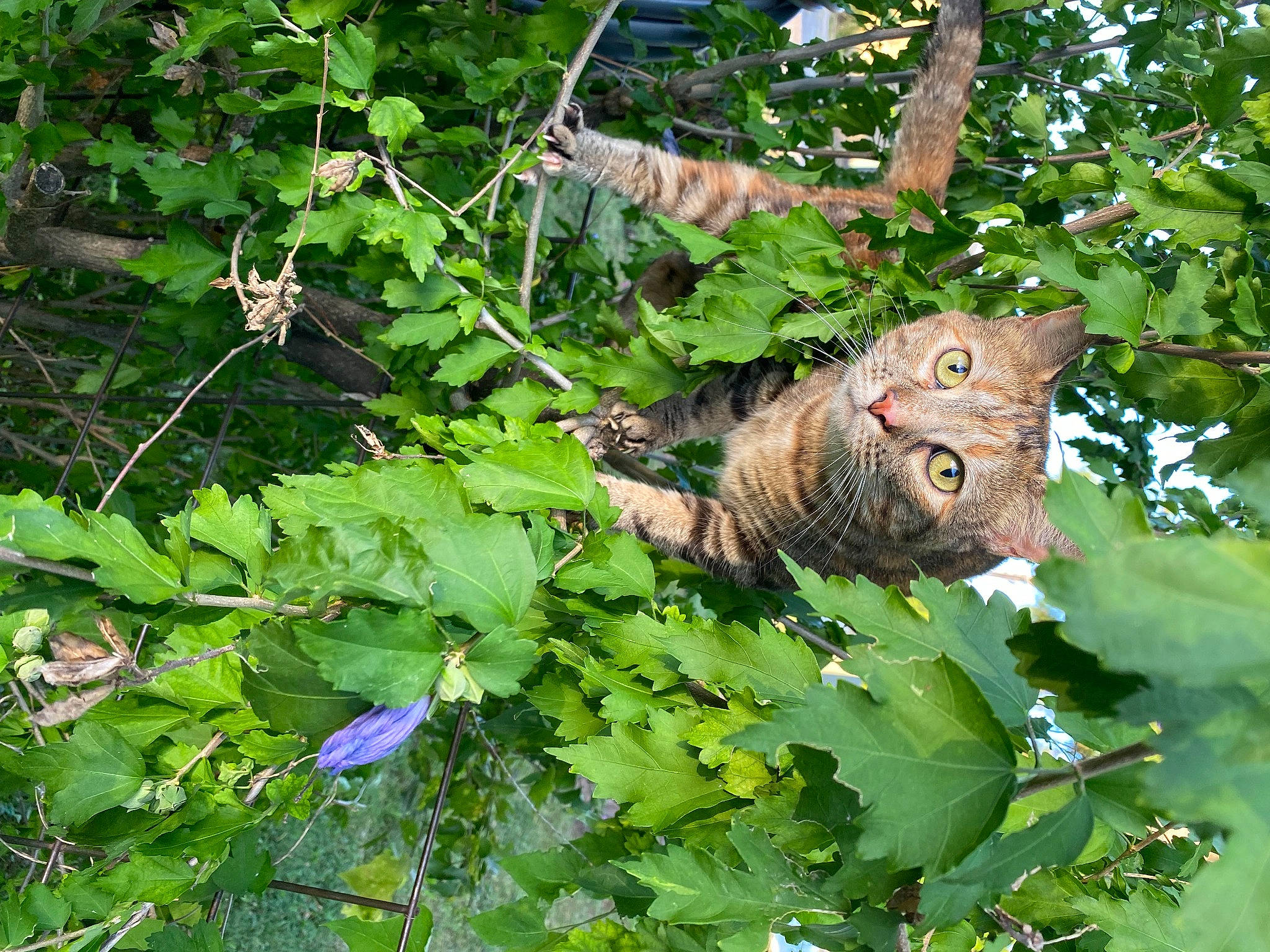 Tormend joined the competition — help win amazing prizes! annual_plant, bird_of_prey, eye, fawn, felidae, grass, groundcover, herb, herbaceous_plant, insect, moths_and_butterflies, owl, plant, pollinator, shrub, snout, terrestrial_animal, terrestrial_plant, whiskers, wildlife