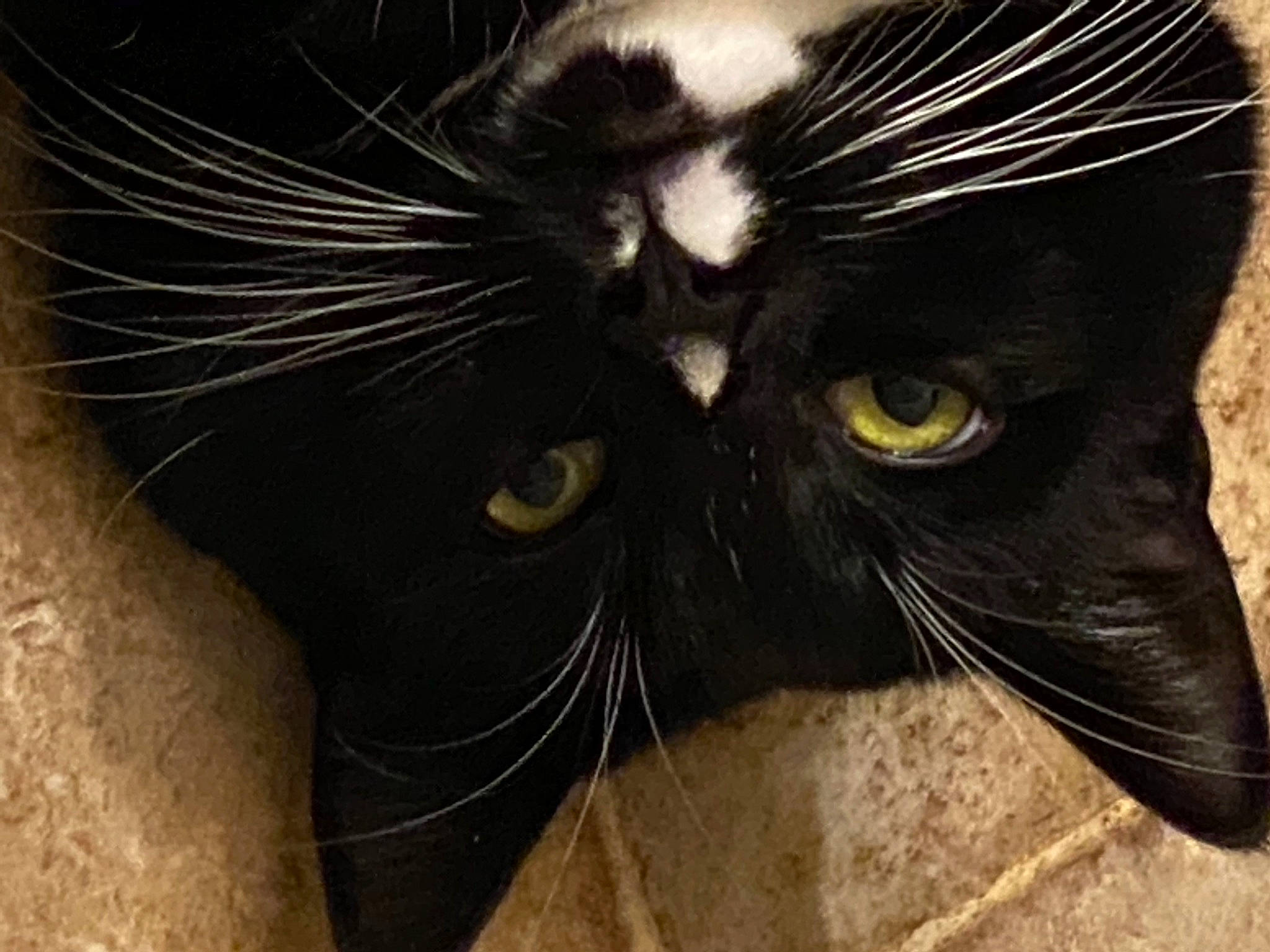 Tilly Mae is registered to the contest to win money with this photo: black, black_cat, carnivore, cat, close_up, domestic_short_haired_cat, felidae, fur, iris, organism, small_to_medium_sized_cats, snapshot, snout, terrestrial_animal, vertebrate, whiskers, yellow