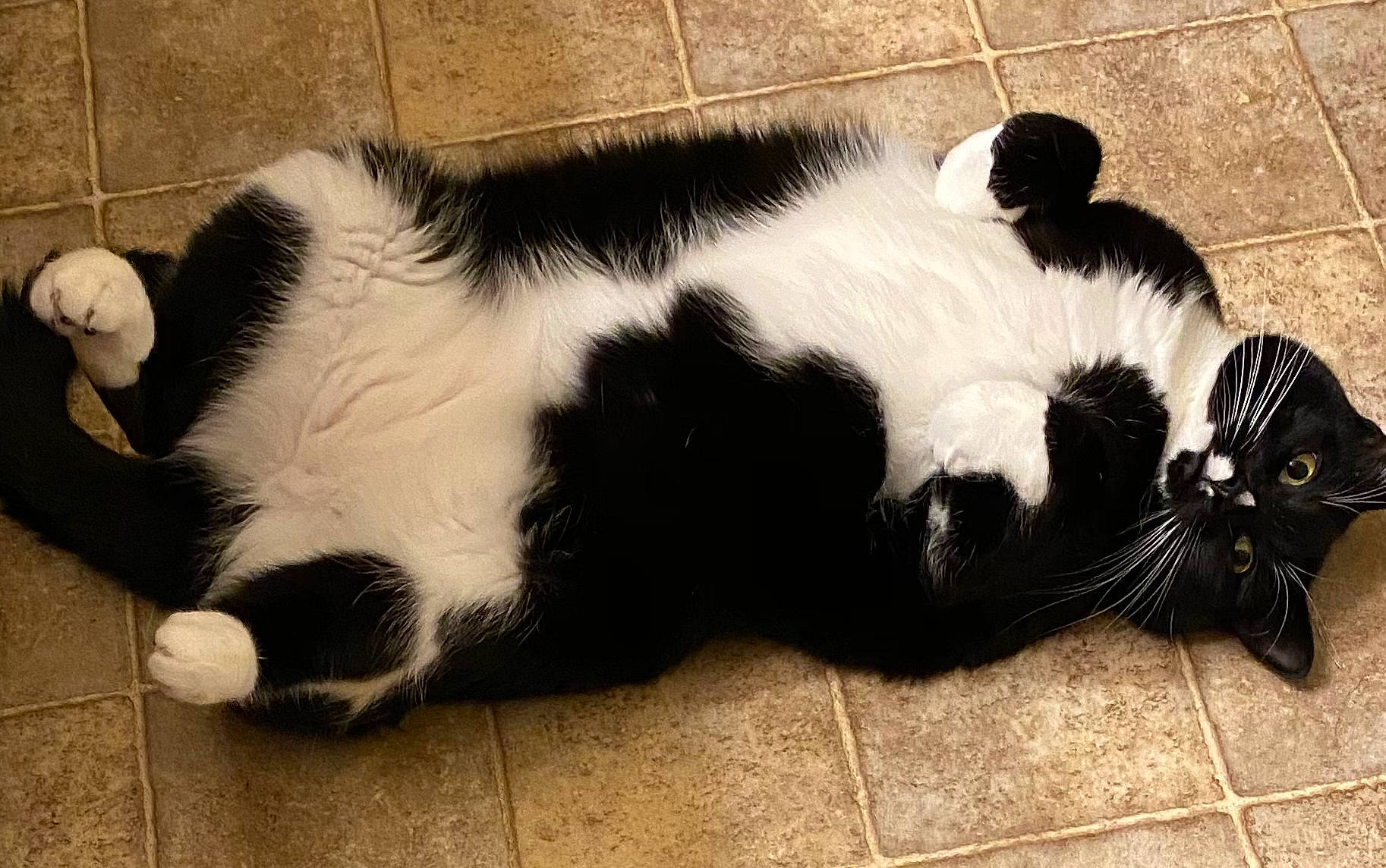 Tilly Mae is registered to the contest to win money with this photo: black, black_and_white, black_cat, carnivore, cat, felidae, fur, monochrome_photography, organism, pet_supply, shadow, small_to_medium_sized_cats, snout, tail, terrestrial_animal, vertebrate, whiskers