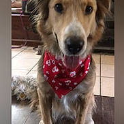 Baby is registered to the contest to win money with this photo: dog, bandana, indoor, floor, tile_floor, wood_floor, tongue_out, pet, animal, sitting, brown_fur, white_fur, ears, eyes, nose, mouth, cute, friendly, house, canine