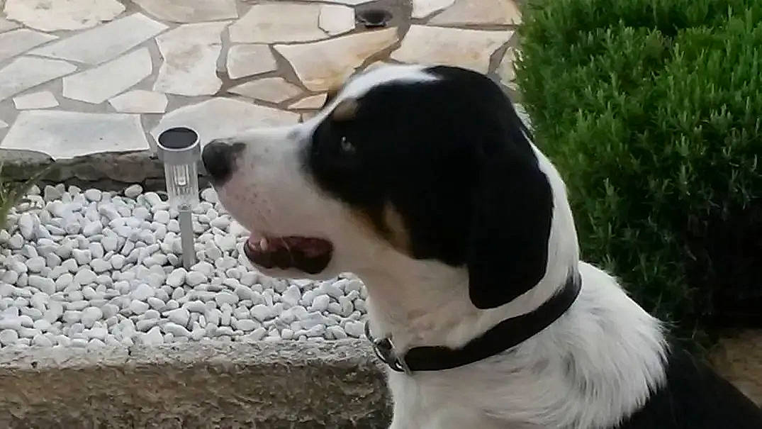 Mémès a rejoint le concours — aidez-le/la à gagner de superbes lots ! canidae, carnivore, collar, companion_dog, dog, dog_breed, dog_collar, dog_supply, fur, giant_dog_breed, hunting_dog, leash, non_sporting_group, pet_supply, plant, sporting_group, tail, whiskers, working_animal, working_dog