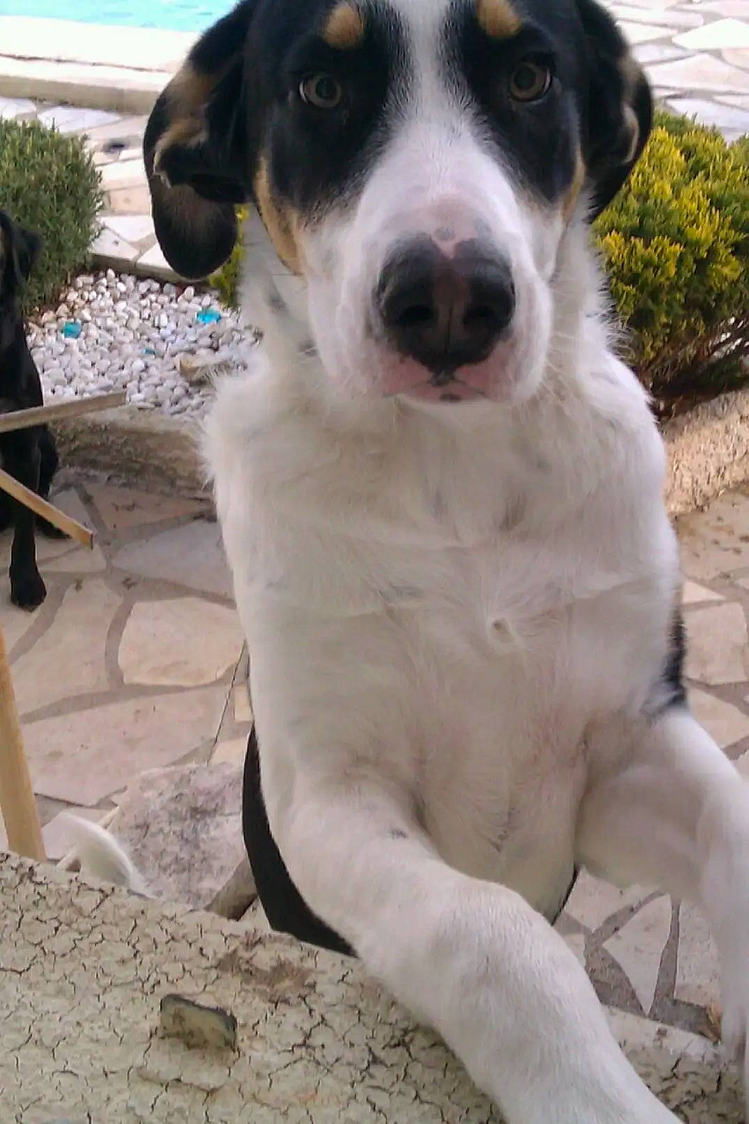 Mémès participe au concours pour gagner de l'argent avec cette photo : canidae, carnivore, collar, companion_dog, dog, dog_breed, gun_dog, hunting_dog, plant, sky, snout, soil, sporting_group, terrestrial_animal, working_animal, working_dog