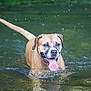 Rocky a rejoint le concours — aidez-le/la à gagner de superbes lots ! dog, panting, water, river, splash, tongue, wet_fur, brown_coat, canine, outdoor, nature, happy, muzzle, ears, tail, ripples, shallow_water, playing, summer, pet
