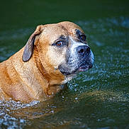 Rocky a rejoint le concours — aidez-le/la à gagner de superbes lots ! dog, canine, brown_dog, wet_fur, water, droplets, splash, river, lake, portrait, closeup, muzzle, eyes, ear, outdoor, animal, pet, nature, bokeh, side_view