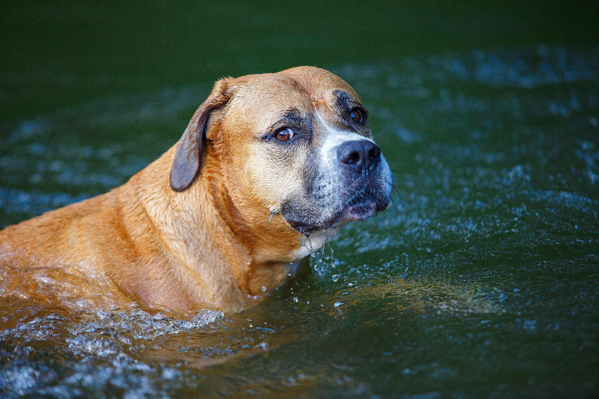 Rocky a rejoint le concours — aidez-le/la à gagner de superbes lots ! dog, canine, brown_dog, wet_fur, water, droplets, splash, river, lake, portrait, closeup, muzzle, eyes, ear, outdoor, animal, pet, nature, bokeh, side_view