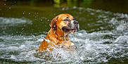 Rocky participe au concours pour gagner de l'argent avec cette photo : dog, brown_dog, canine, water, splash, droplets, river, outdoors, wet, action_shot, motion, portrait, animal, nature, ripples, playful, swimming, shallow_water, greenery_background, focused