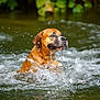 dog, brown_dog, canine, water, splash, droplets, river, outdoors, wet, action_shot, motion, portrait, animal, nature, ripples, playful, swimming, shallow_water, greenery_background, focused