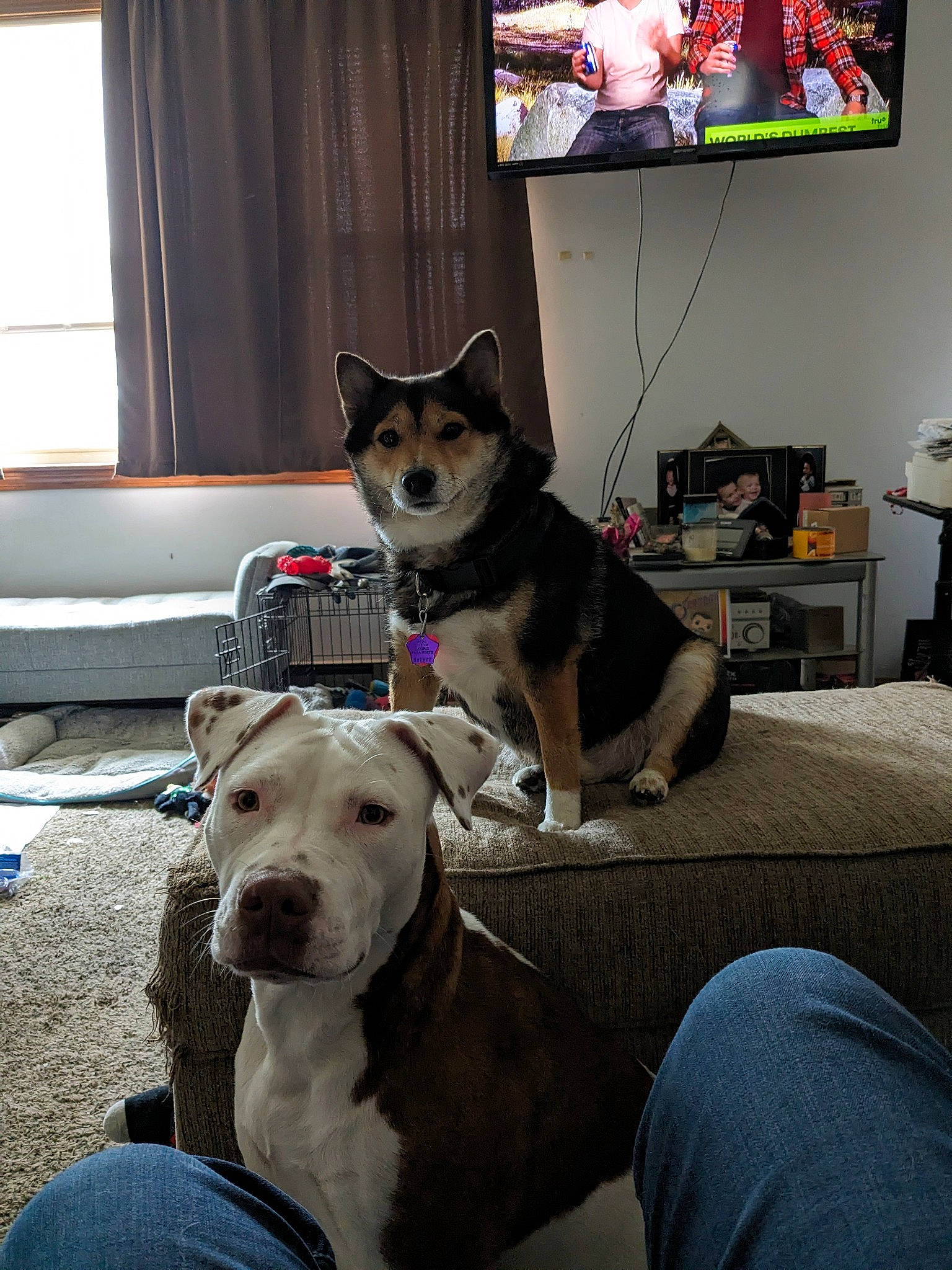 Bandit joined the competition — help win amazing prizes! carnivore, collar, comfort, companion_dog, curtain, dog, dog_breed, dog_collar, dog_supply, fawn, floor, flooring, mammal, pet_supply, picture_frame, snout, television, vertebrate, window, working_animal