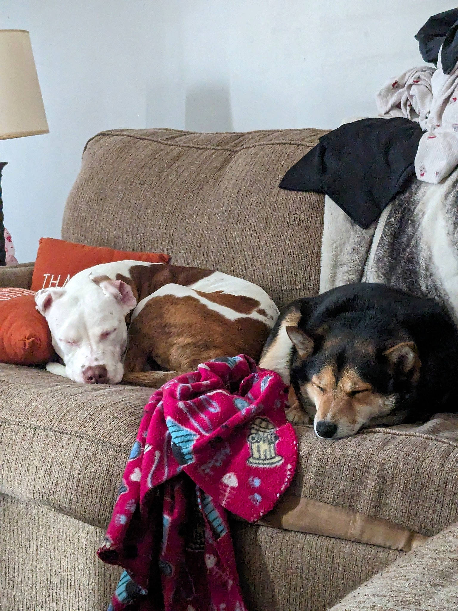 Bandit joined the competition — help win amazing prizes! canidae, carnivore, comfort, companion_dog, couch, dog, dog_breed, dog_supply, fawn, flooring, fur, hat, home, lamp, linens, living_room, nap, sporting_group, throw_pillow, working_animal