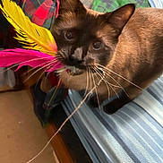 Beastie joined the competition — help win amazing prizes! bed, black, blanket, blue, brown, cat, curious, domestic, feathers, furniture, indoor, pet, pink, playful, siamese_cat, string, striped, toy, whiskers, yellow