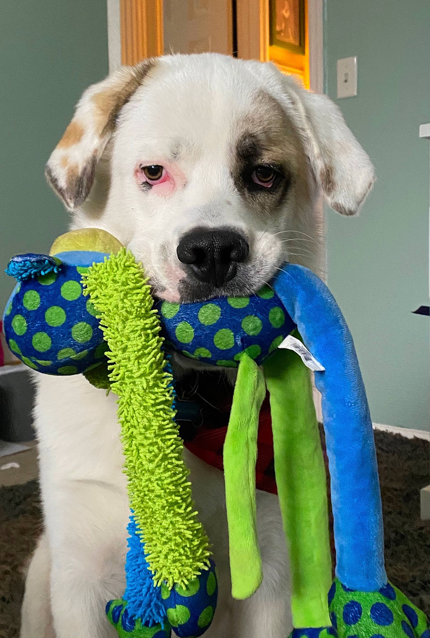 Jasper joined the competition — help win amazing prizes! ball, blue, carnivore, collar, companion_dog, dog, dog_breed, dog_clothes, dog_collar, dog_supply, electric_blue, fawn, fur, pet_supply, snout, stuffed_toy, toy, whiskers, wool, working_animal