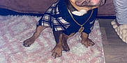 Stitch joined the competition — help win amazing prizes! dog, sweater, plaid, gold_chain, teeth, smile, rug, fluffy_rug, pink, white, couch, brown, floor, wood_floor, person_leg, gray_pants, slippers, indoor, pet, small_dog
