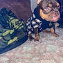 dog, puppy, plaid_sweater, fluffy_rug, pink_rug, white_rug, camouflage_bag, indoor, pet, small_dog, curious, seated, fur, domestic_animal, cute, animal_portrait, closeup, brown_dog, pet_clothing, carpet