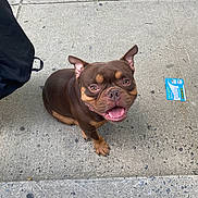 Stitch is registered to the contest to win money with this photo: dog, brown_dog, happy, smiling, sidewalk, concrete, outdoor, pet, canine, short_hair, ears_up, looking_up, urban, bag, card, daylight, closeup, friendly, tongue_out, sitting