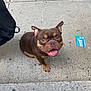 dog, brown_dog, happy, smiling, sidewalk, concrete, outdoor, pet, canine, short_hair, ears_up, looking_up, urban, bag, card, daylight, closeup, friendly, tongue_out, sitting