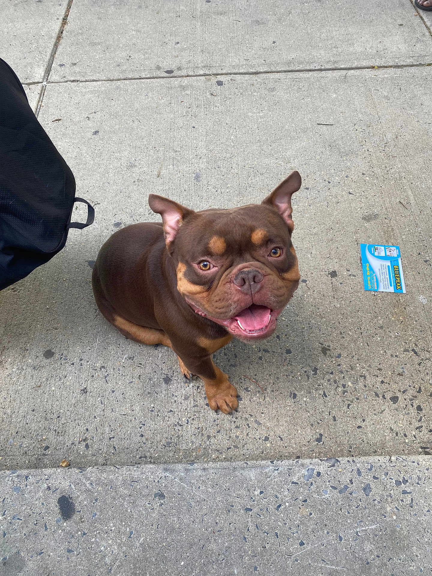 Stitch is registered to the contest to win money with this photo: dog, brown_dog, happy, smiling, sidewalk, concrete, outdoor, pet, canine, short_hair, ears_up, looking_up, urban, bag, card, daylight, closeup, friendly, tongue_out, sitting