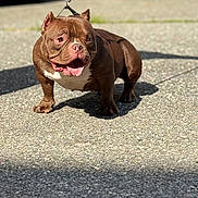 Maple is registered to the contest to win money with this photo: dog, bulldog, brown, white, leash, panting, outdoor, sunlight, pavement, pet, animal, canine, walking, happy, muscular, short_legs, ears, shadow, vehicle, street