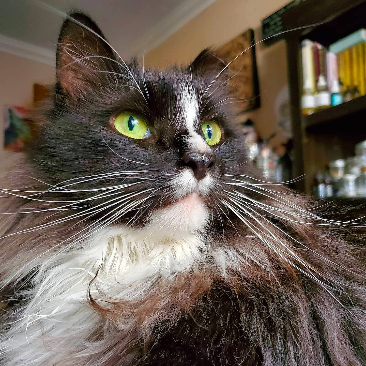 Kiko joined the competition — help win amazing prizes! carnivore, cat, close_up, domestic_long_haired_cat, domestic_short_haired_cat, ear, eye, felidae, fur, kitten, maine_coon, mammal, norwegian_forest_cat, ragamuffin, siberian, small_to_medium_sized_cats, snout, whiskers