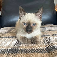 Cordon participe au concours pour gagner de l'argent avec cette photo : kitten, cat, siamese, blue_eyes, fur, paws, blanket, patterned_blanket, cozy, chair, indoor, pet, animal, cute, feline, resting, portrait, young, small, soft