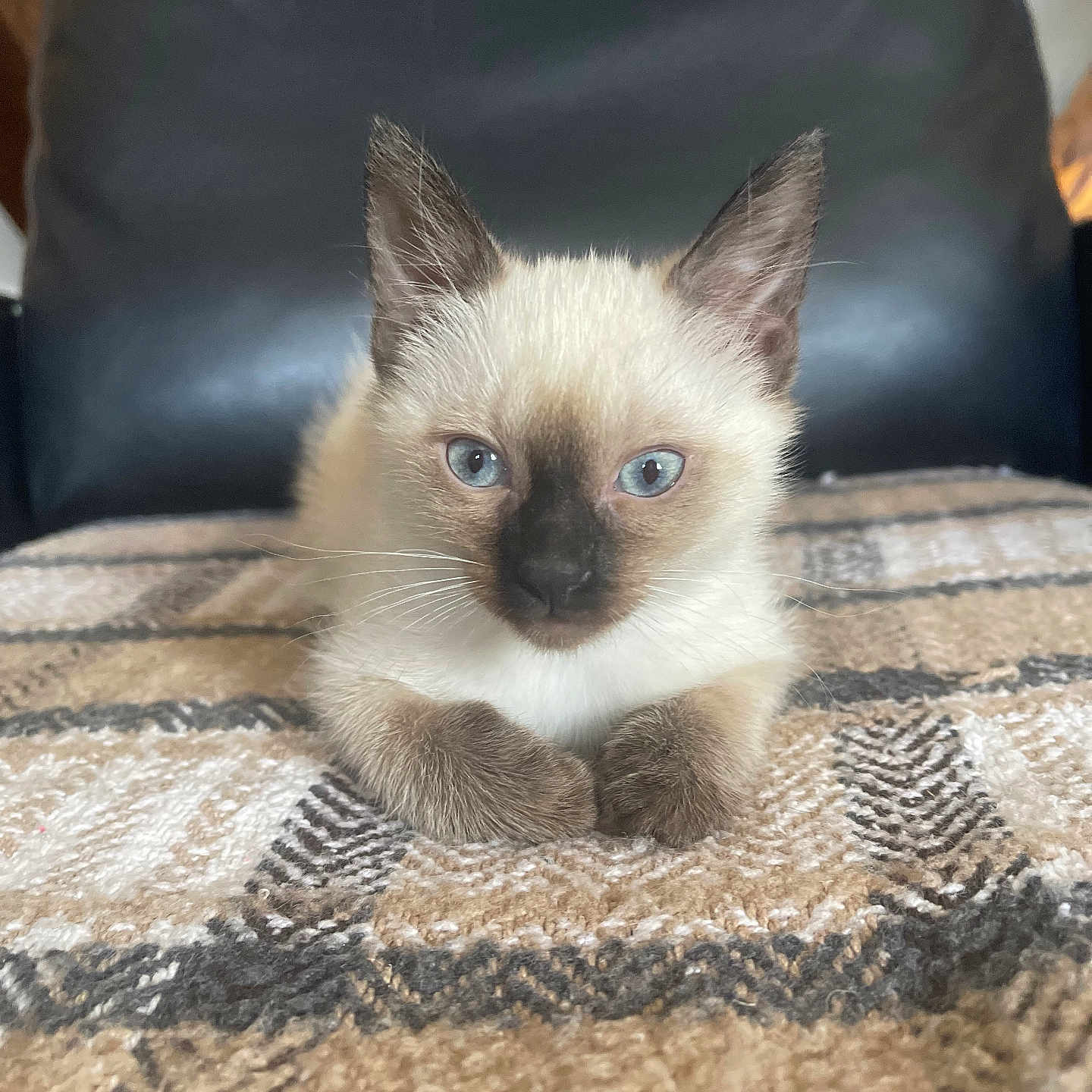 Cordon participe au concours pour gagner de l'argent avec cette photo : animal, blanket, blue_eyes, cat, chair, cozy, cute, feline, fur, indoor, kitten, patterned_blanket, paws, pet, portrait, resting, siamese, small, soft, young