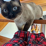 Jiji participe au concours pour gagner de l'argent avec cette photo : cat, siamese, blue_eyes, curious, wooden_stairs, indoor, slippers, plaid, red, black, furniture, pet, whiskers, close_up, animal, home, cozy, cute, domestic, portrait
