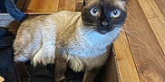 Jiji participe au concours pour gagner de l'argent avec cette photo : cat, siamese_cat, cardboard_box, wooden_floor, pet, animal, indoor, blue_eyes, fur, whiskers, tail, curious, standing, box, domestic_cat, looking_up, brown_fur, black_fur, home, flooring