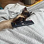Jiji participe au concours pour gagner de l'argent avec cette photo : cat, siamese_cat, sleeping, remote_control, blanket, indoor, cozy, fur, paw, resting, home, relaxation, electronics, wood_floor, comfort, pet, animal, nap, soft, living_room