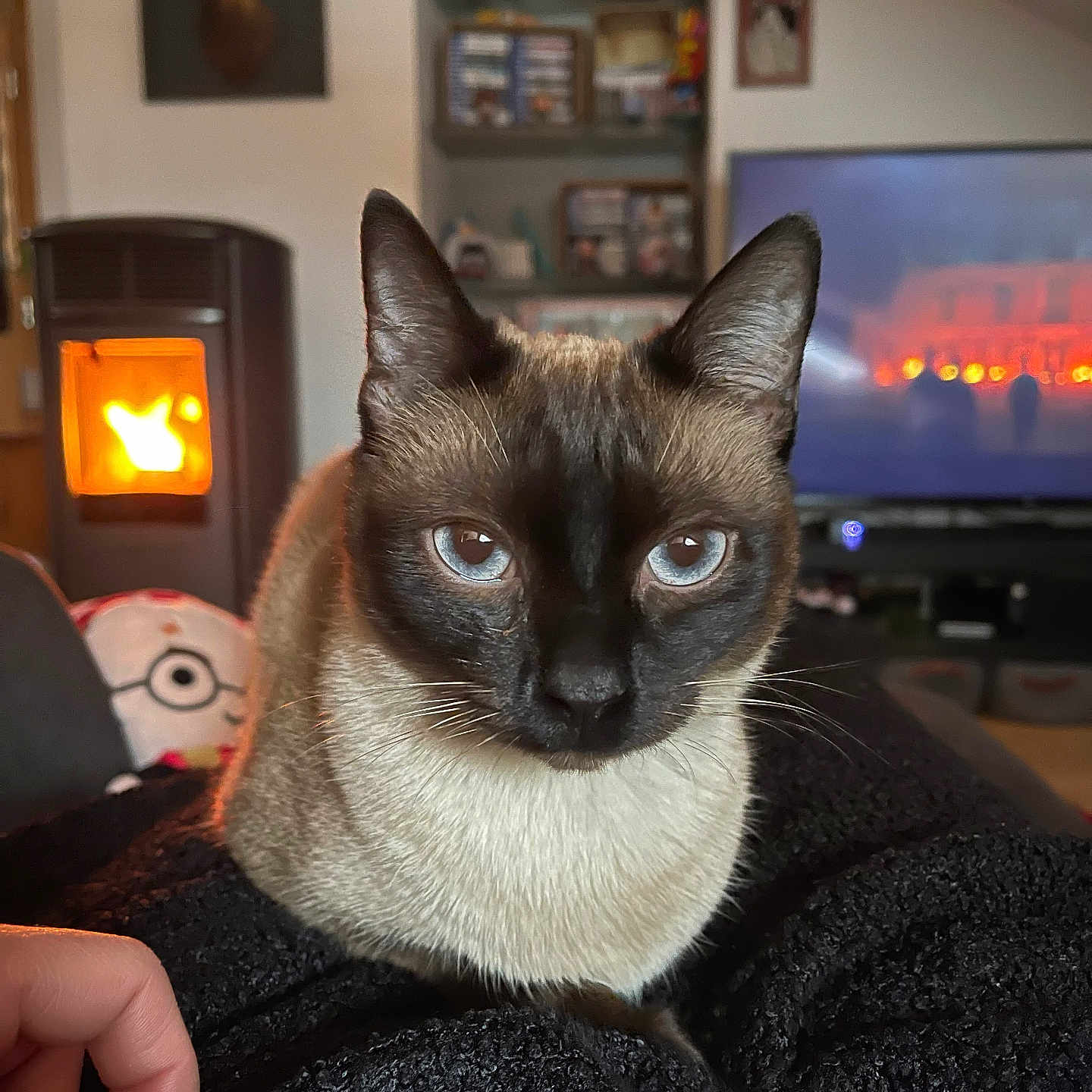 Jiji participe au concours pour gagner de l'argent avec cette photo : black, blanket, blue_eyes, brown, cat, close_up, cozy, decor, domestic_animal, fireplace, furniture, hand, indoor, living_room, pet, relaxing, siamese_cat, sitting, television, warm_light
