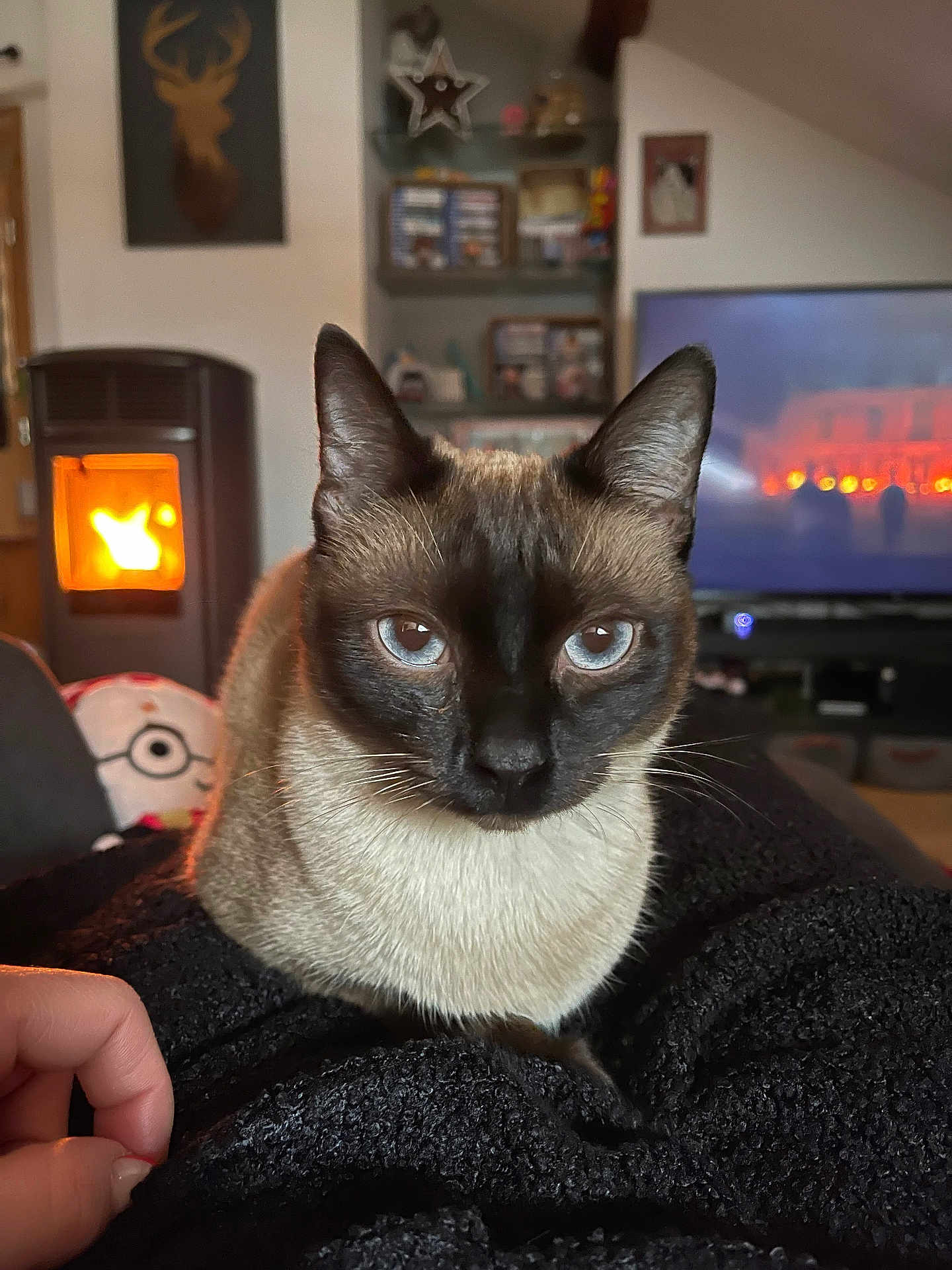 Jiji participe au concours pour gagner de l'argent avec cette photo : cat, siamese_cat, blue_eyes, close_up, indoor, blanket, cozy, fireplace, warm_light, living_room, television, hand, furniture, decor, sitting, pet, domestic_animal, relaxing, brown, black