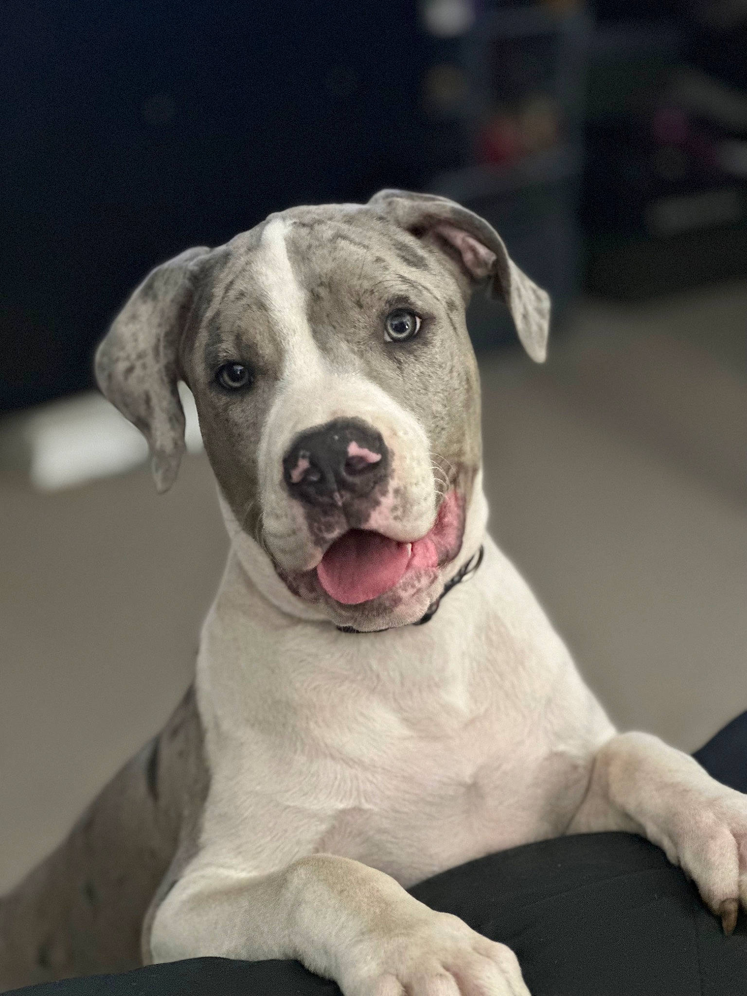 Roc is registered to the contest to win money with this photo: ancient_dog_breeds, canidae, carnivore, collar, companion_dog, cordoba_fighting_dog, dog, dog_breed, dog_collar, fawn, fur, guard_dog, molosser, non_sporting_group, sporting_group, whiskers, window, working_animal, working_dog