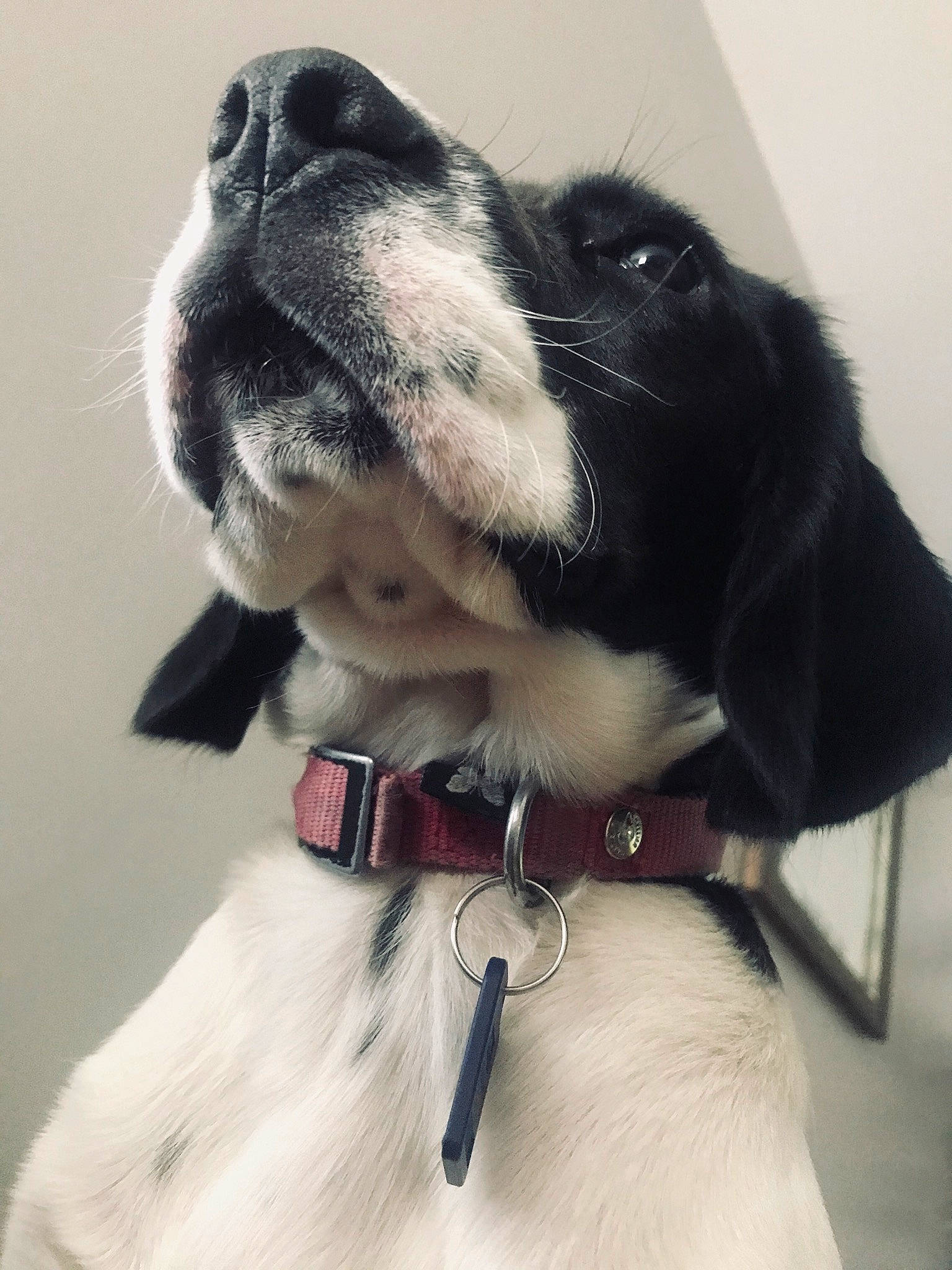 Ariel a rejoint le concours — aidez-le/la à gagner de superbes lots ! bow_tie, canidae, carnivore, collar, dog, dog_breed, dog_collar, fashion_accessory, fur, leash, nose, pointer, snout, sporting_group, stabyhoun, whiskers