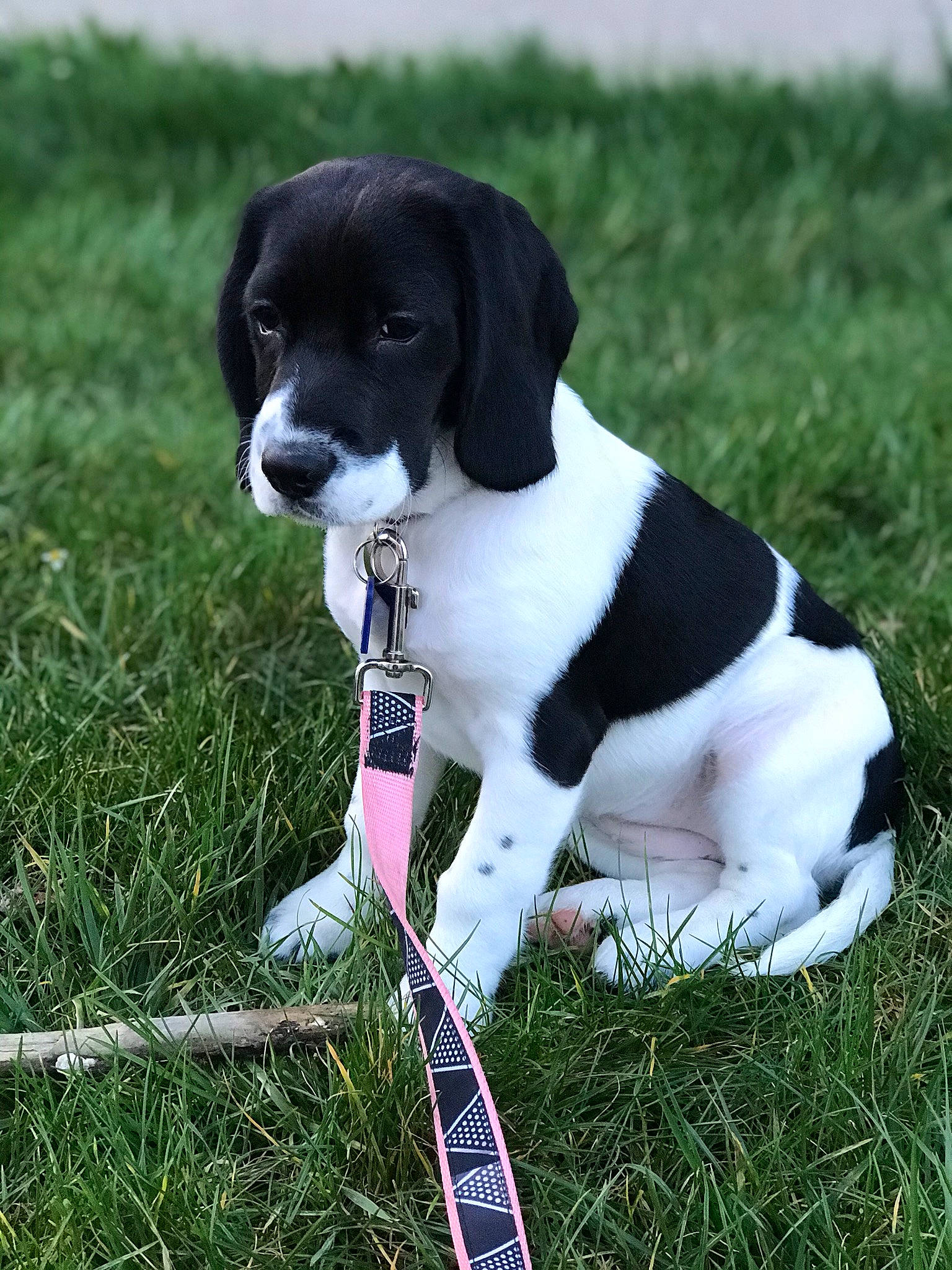 Ariel participe au concours pour gagner de l'argent avec cette photo : beagle, braque_dauvergne, canidae, carnivore, companion_dog, danish_swedish_farmdog, dog, dog_breed, hunting_dog, mammal, old_danish_pointer, pointer, pointing_breed, puppy, rare_breed_dog, sporting_group, stabyhoun, treeing_walker_coonhound, vertebrate