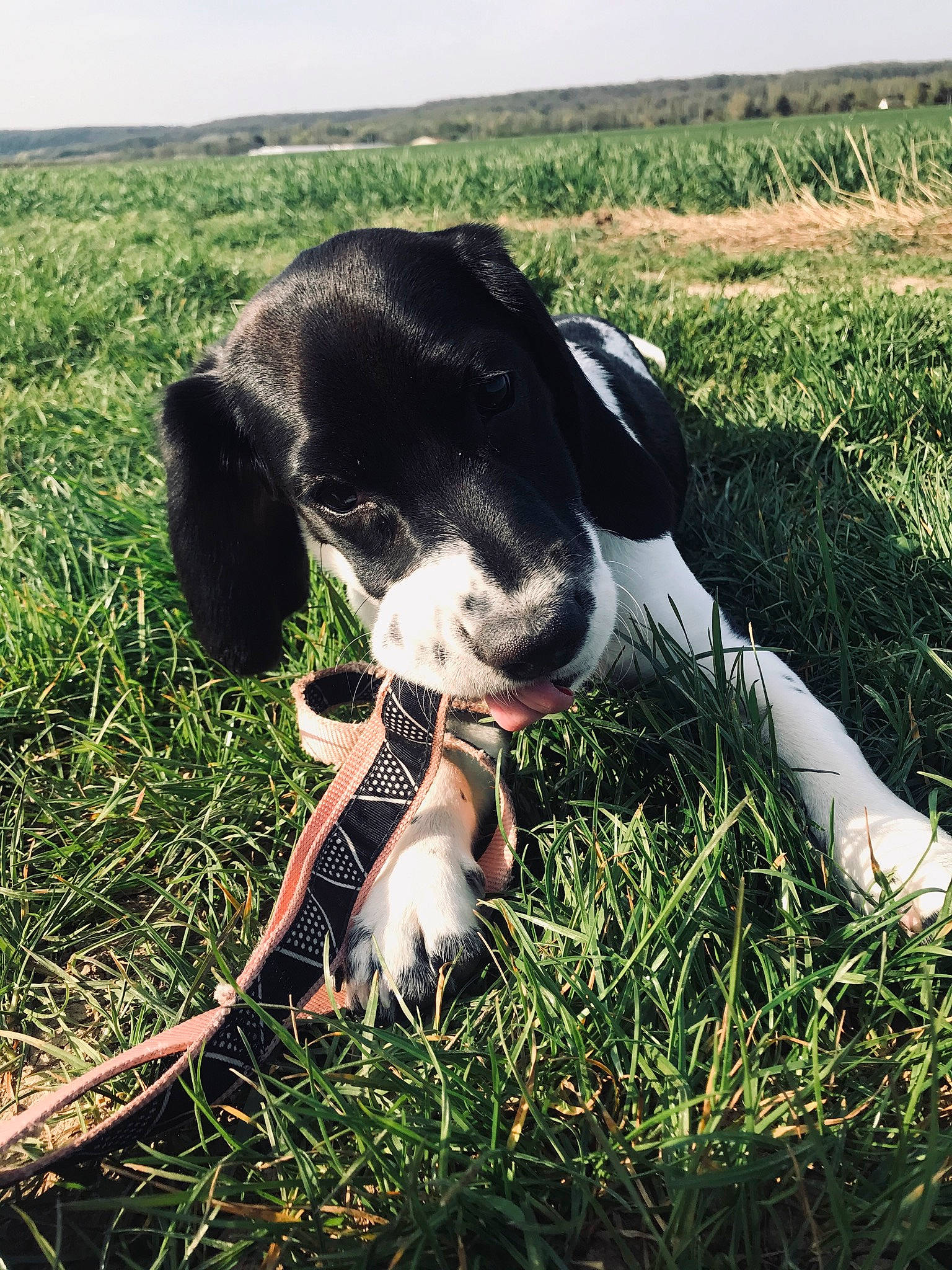 Ariel participe au concours pour gagner de l'argent avec cette photo : braque_dauvergne, canidae, carnivore, dairy_cow, danish_swedish_farmdog, dog, dog_breed, english_springer_spaniel, grass, grass_family, hunting_dog, pointer, pointing_breed, smooth_fox_terrier, sporting_group, stabyhoun