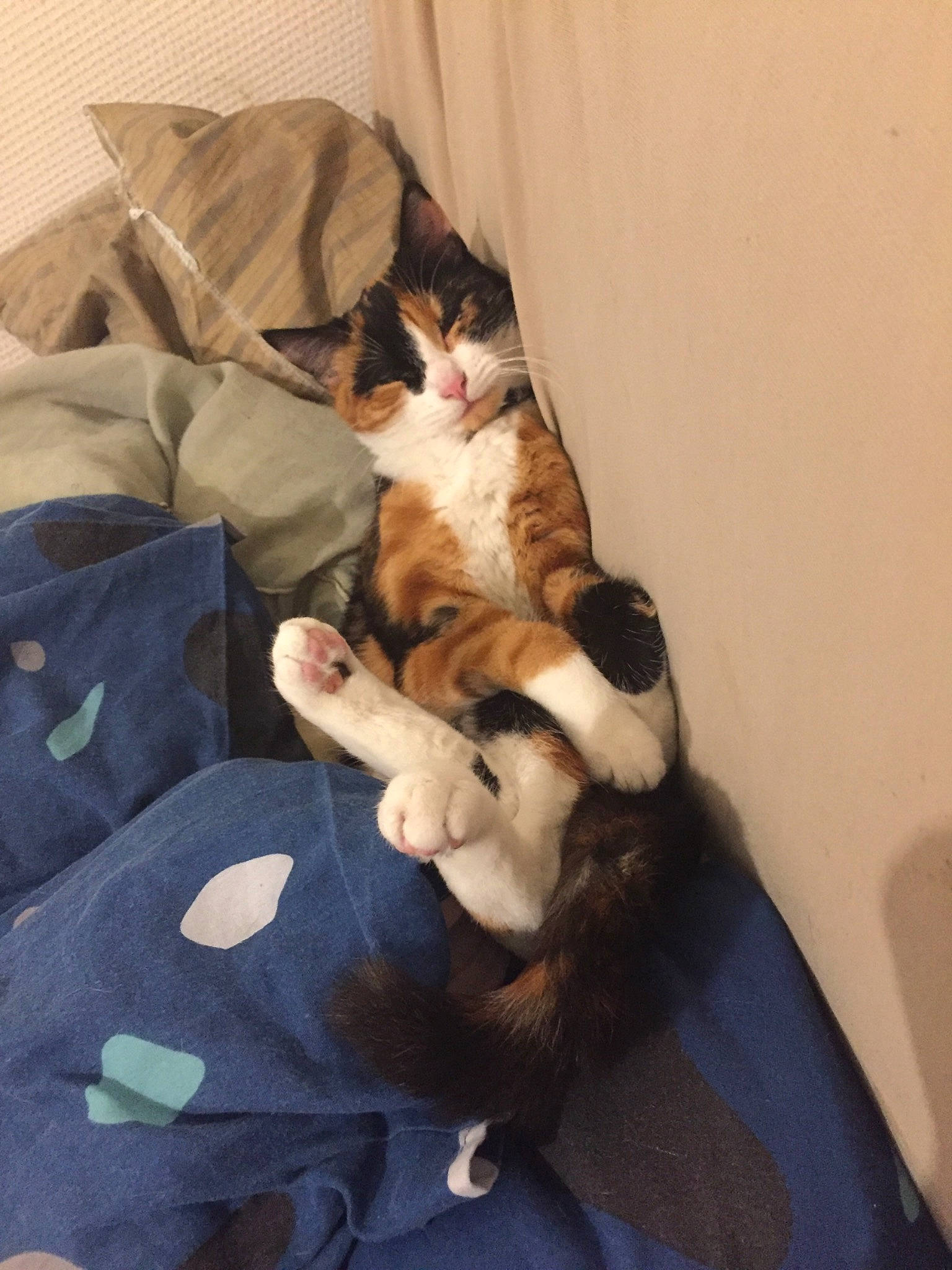 Praline participe au concours pour gagner de l'argent avec cette photo : canidae, carnivore, cat, european_shorthair, fawn, felidae, fur, kitten, nap, paw, polydactyl_cat, sleep, small_to_medium_sized_cats, tail, whiskers