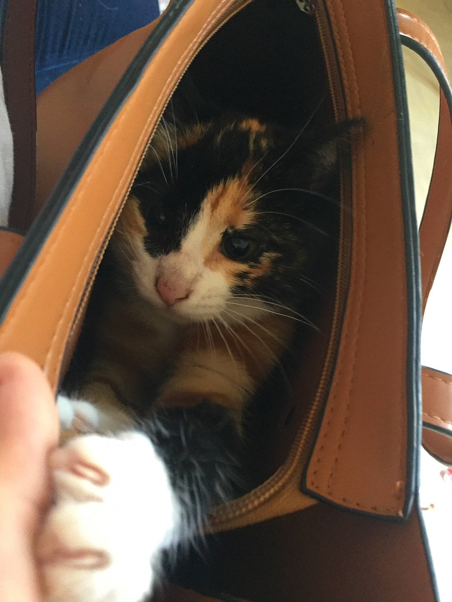 Praline participe au concours pour gagner de l'argent avec cette photo : arm, carnivore, cat, fawn, felidae, fur, kitten, small_to_medium_sized_cats, whiskers