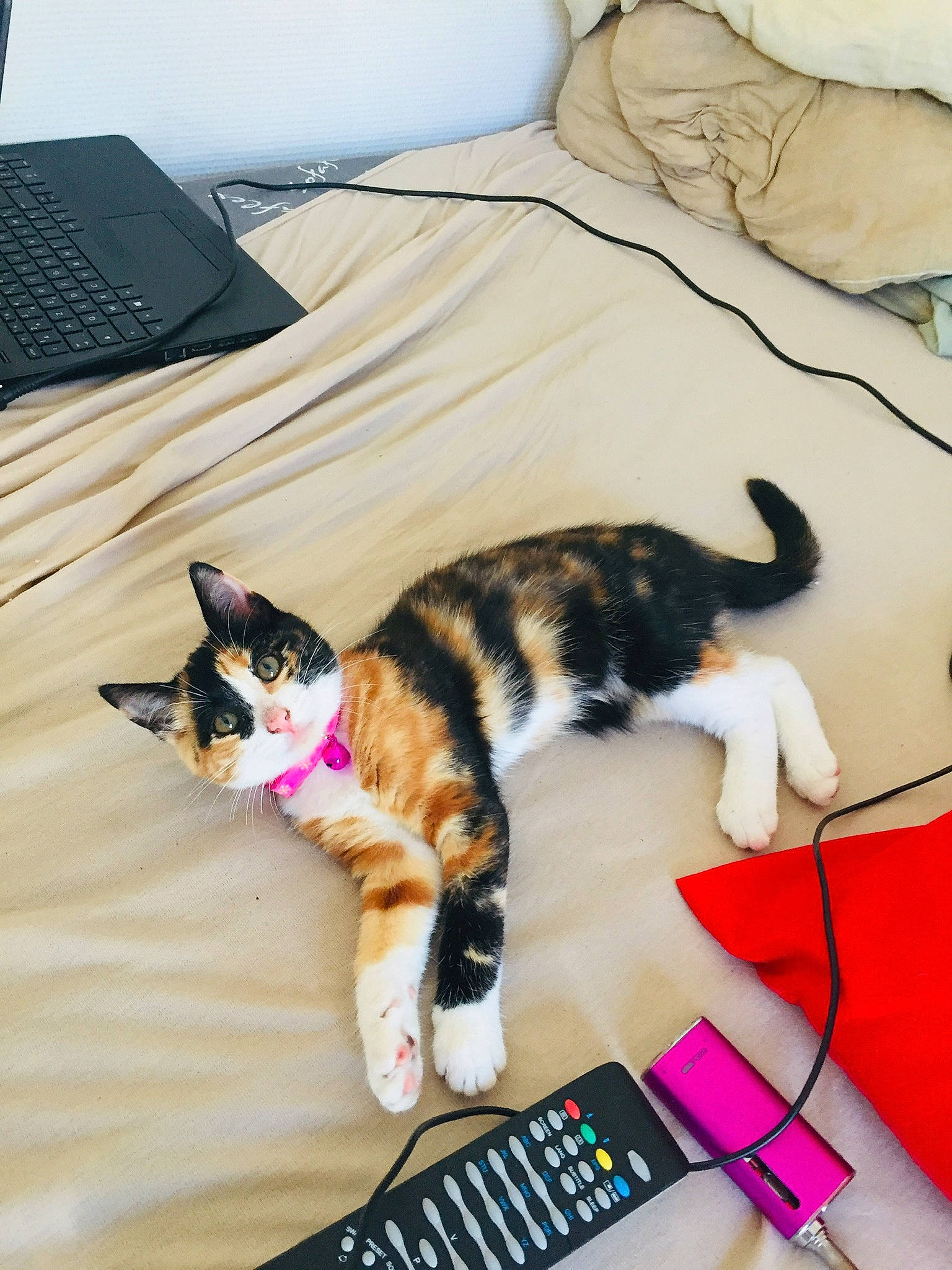 Praline participe au concours pour gagner de l'argent avec cette photo : american_shorthair, carnivore, cat, domestic_short_haired_cat, electronic_device, european_shorthair, felidae, fur, kitten, paw, remote_control, small_to_medium_sized_cats, tail, technology, whiskers