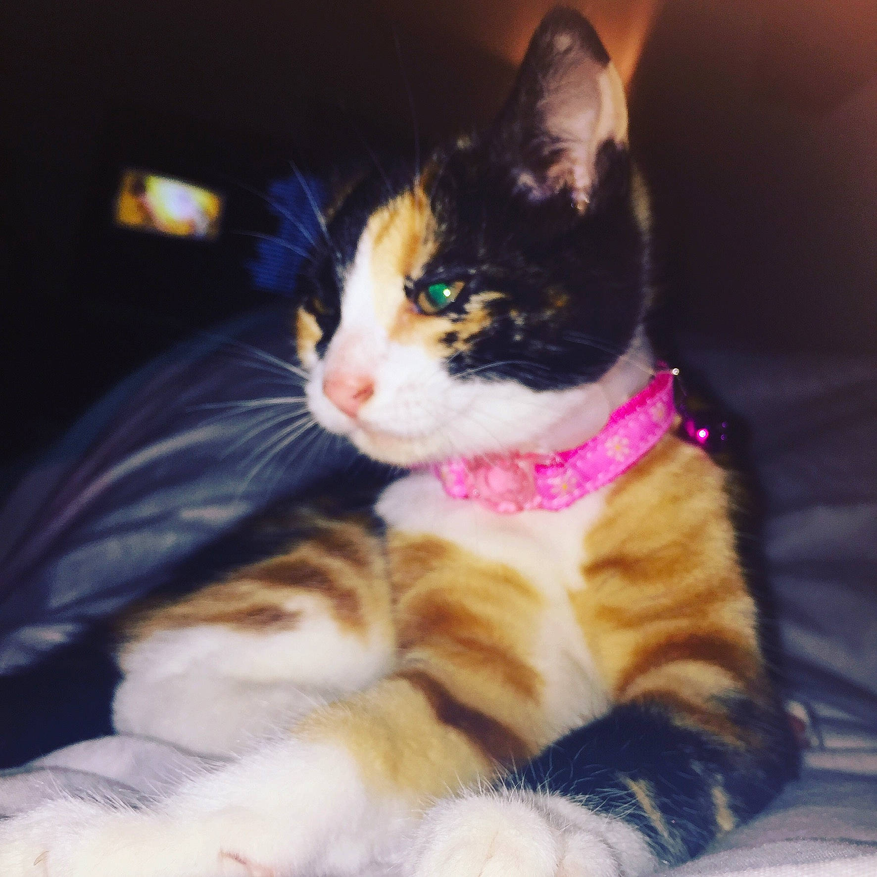 Praline participe au concours pour gagner de l'argent avec cette photo : american_wirehair, carnivore, cat, domestic_short_haired_cat, ear, european_shorthair, eye, felidae, fur, kitten, mammal, night, paw, polydactyl_cat, sky, small_to_medium_sized_cats, snout, tabby_cat, whiskers