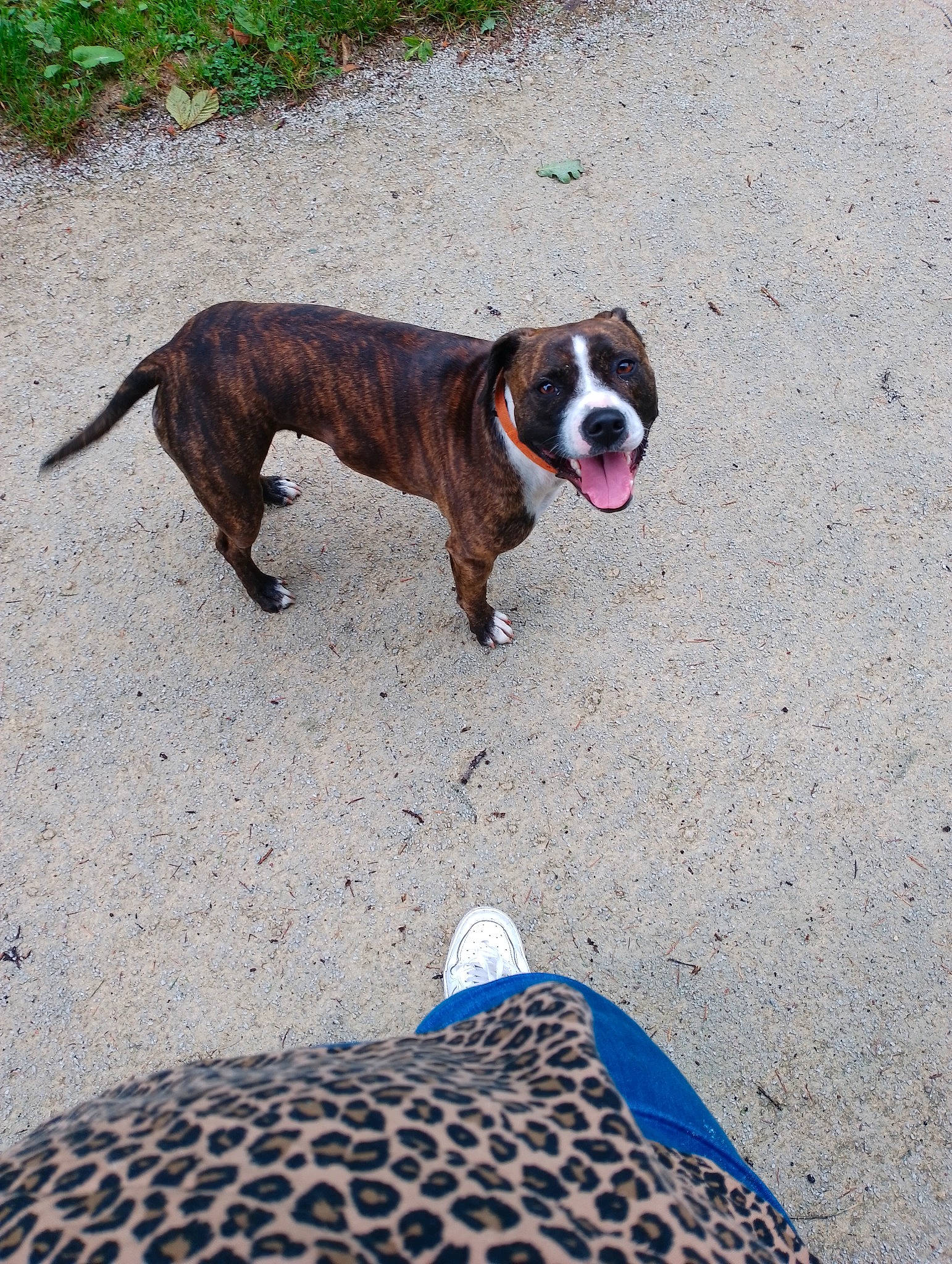 Nala a rejoint le concours — aidez-le/la à gagner de superbes lots ! asphalt, boxer, carnivore, collar, companion_dog, dog, dog_breed, dog_collar, dog_supply, electric_blue, fawn, flooring, grass, leash, pet_supply, plant, road_surface, snout, tail, working_animal