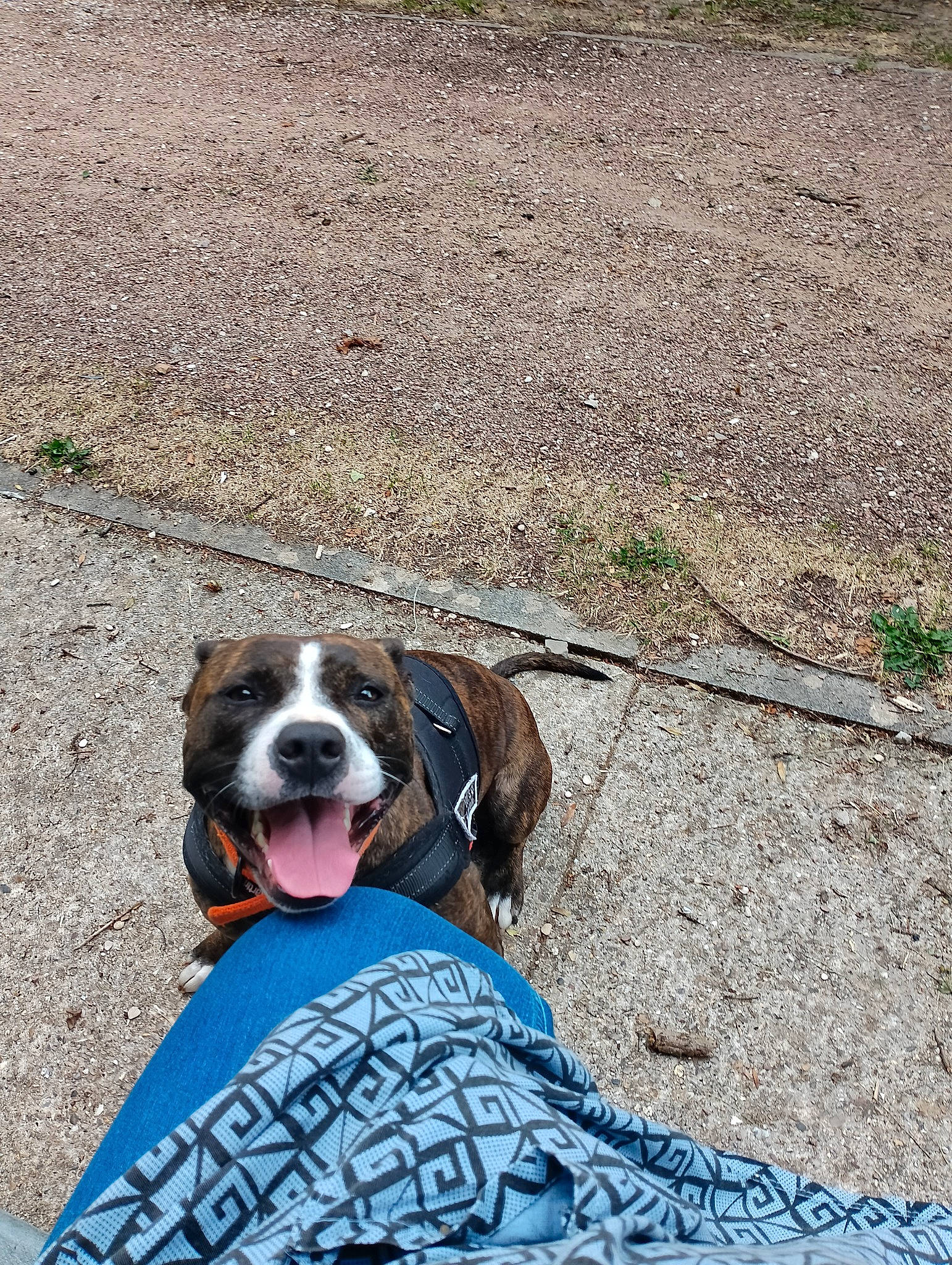 Nala participe au concours pour gagner de l'argent avec cette photo : asphalt, carnivore, collar, companion_dog, concrete, dog, dog_breed, dog_collar, dog_supply, grass, leash, pet_supply, road_surface, shadow, sidewalk, snout, soil, sporting_group, working_animal, working_dog