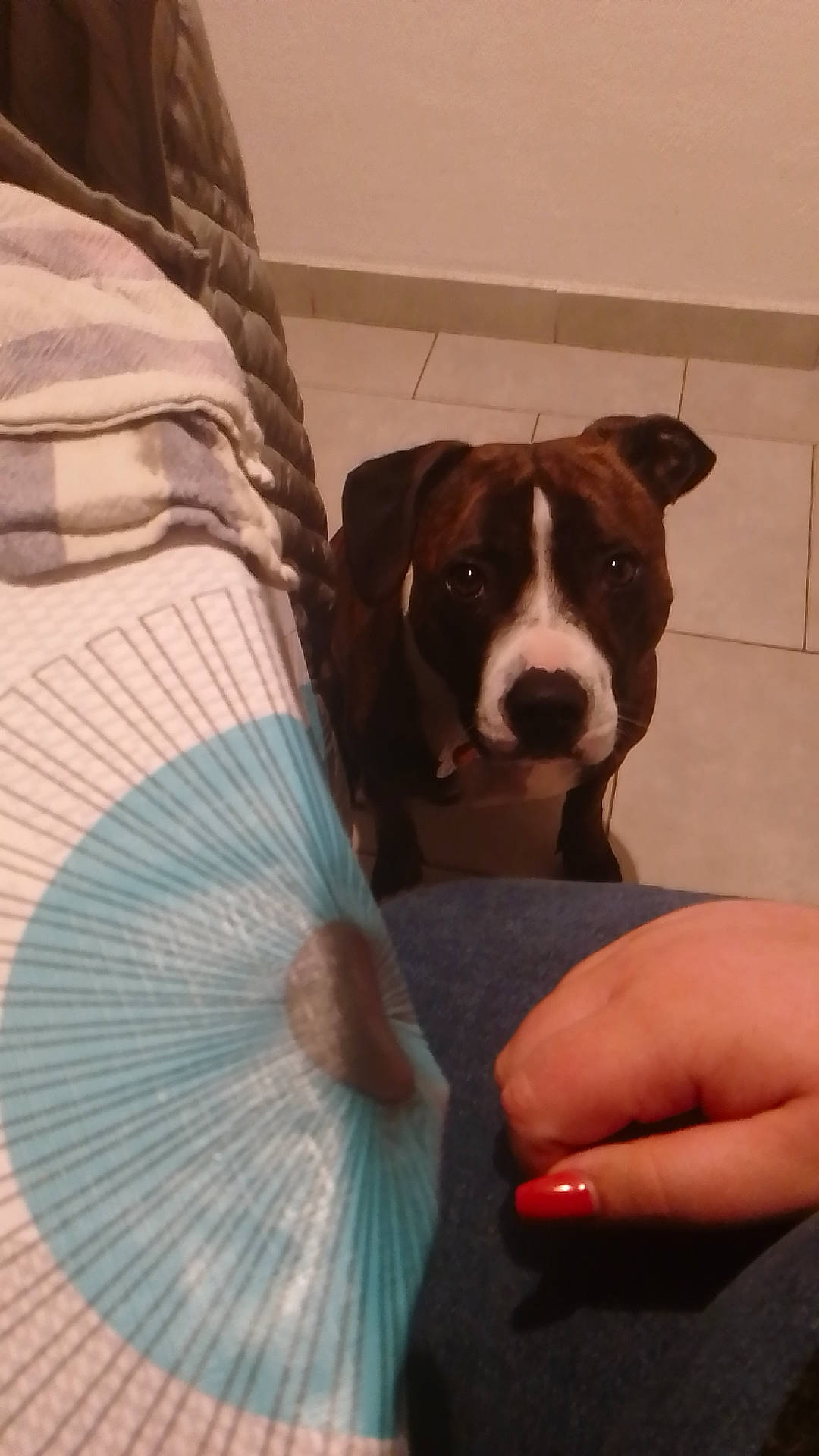 Nala participe au concours pour gagner de l'argent avec cette photo : boston_terrier, carnivore, comfort, companion_dog, couch, dog, dog_breed, dog_supply, fawn, flooring, fur, guard_dog, linens, nail, pillow, room, throw_pillow, toy_dog, whiskers, working_animal